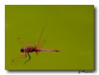 Red Dragonfly in Volo.... Red Dragonfly in Volo....