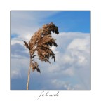 fra le nuvole fra le nuvole