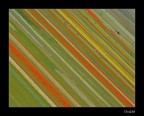 Castelluccio Missoniano Castelluccio Missoniano