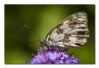 Melanargia galatea f. Melanargia galatea f.