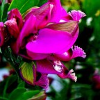 ...... in rosa ...... in rosa