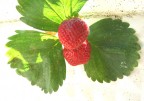 Fragole nel mio gardino Fragole nel mio gardino