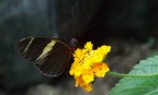 butterfly! butterfly!