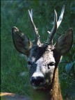 Capriolo Capriolo