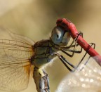 HAPPY DRAGONFLY HAPPY DRAGONFLY