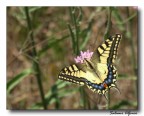 Butterfly Butterfly