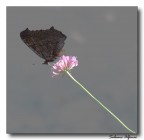 Butterfly Black Butterfly Black