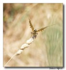 Angelo volante Angelo volante