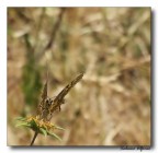 Butterfly 2 Butterfly 2