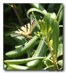 Farfalla 1 Farfalla 1