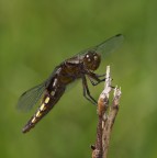 Libellulina Libellulina