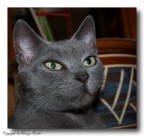 occhi di gatta occhi di gatta