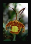 ...un' orchidea nei giardini della Mortella sull'isola d'Ischia
