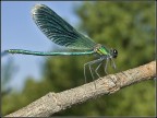 Tanto pe cambià . Again Libellula ( di sicuro non in estinzi Tanto pe cambià . Again Libellula ( di sicuro non in estinzi
