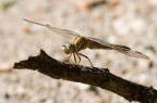 Libellula verdolina Libellula verdolina