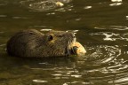 nutria affamata nutria affamata