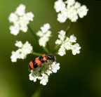 Rosso/nero Rosso/nero