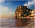 Scilla Scilla