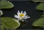 solitario