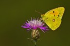 Colias crocea Colias crocea