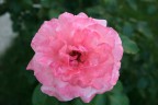 Rosa & Rosa Rosa & Rosa