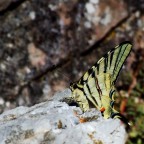 Podafarfa - Macroraduno Podafarfa - Macroraduno