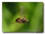 In Volo In Volo