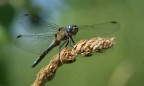 libellula