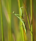 Mantis o Mangustis..... Mantis o Mangustis.....