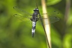Libellula fulva Libellula fulva