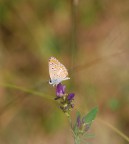 Modella del giorno Modella del giorno