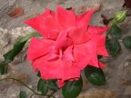 Macro