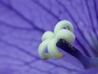 Fiore nel fiore... Fiore nel fiore...