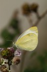 farfalla sulle more