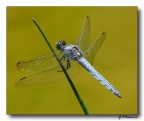 Libellula Azzurra Libellula Azzurra