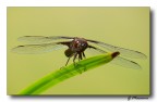 Libelluloa depressa - frontale Libelluloa depressa - frontale
