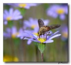 sul fiore 4 sul fiore 4