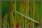 Mantis religiosa Mantis religiosa