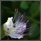 Fiore di cappero... Fiore di cappero...