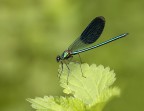Calopteryx splendes Calopteryx splendes
