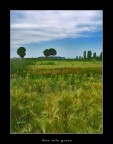 Non solo grano Non solo grano