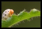 Larva imenottero Larva imenottero