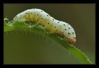 Larva di imenottero a pois Larva di imenottero a pois