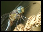 Libellula Libellula