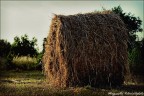 Il fieno Il fieno