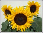 Girasoli... Girasoli...