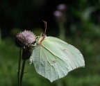 Gonepteryx Rhamni Gonepteryx Rhamni