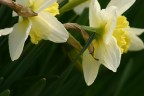 FiOrI FiOrI