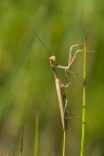 Brown Sugar Mantis :-) Brown Sugar Mantis :-)