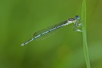 platycnemis pennipes